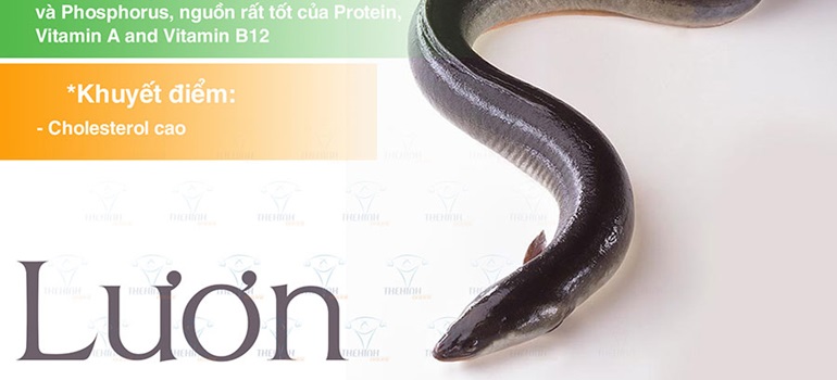 Giá trị dinh dưỡng thịt lươn tươi sống - Nguồn protein nhiều Vitamin A cho gymer