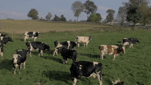 Trang trại bò để sản xuất sữa tăng cân cho người gầy